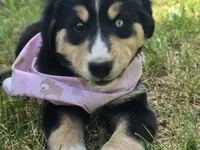 Blue eye , a female Bernese Mountain Dog and Siberian Husky for sale in Grant, MI – 5 of 9