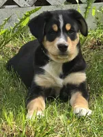 Teal, a male Bernese Mountain Dog and Siberian Husky for sale in Grant, MI – 6 of 10