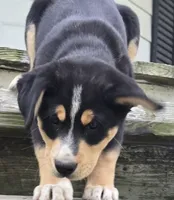 Teal, a male Bernese Mountain Dog and Siberian Husky for sale in Grant, MI – 3 of 10