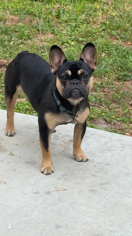 Marley – French Bulldog puppy for sale in Jacksonville, FL