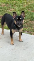 Marley, a male French Bulldog for sale in Jacksonville, FL – 1 of 3
