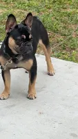 Marley, a male French Bulldog for sale in Jacksonville, FL – 2 of 3