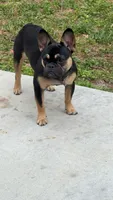 Marley, a male French Bulldog for sale in Jacksonville, FL – 3 of 3