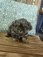 Lavender, a female Shih Tzu for sale in Elkhart, TX – 4 of 4