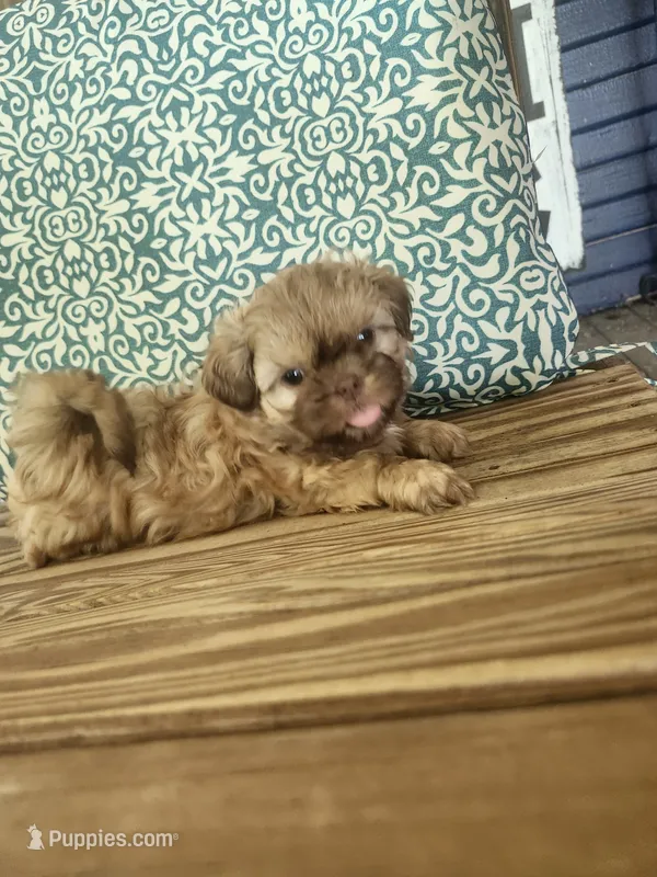 Tiny – Shih Tzu puppy for sale in Elkhart, TX