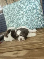 Penelope , a female Shih Tzu for sale in Elkhart, TX – 3 of 3