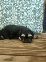 Sadie, a female Shih Tzu for sale in Elkhart, TX – 3 of 3