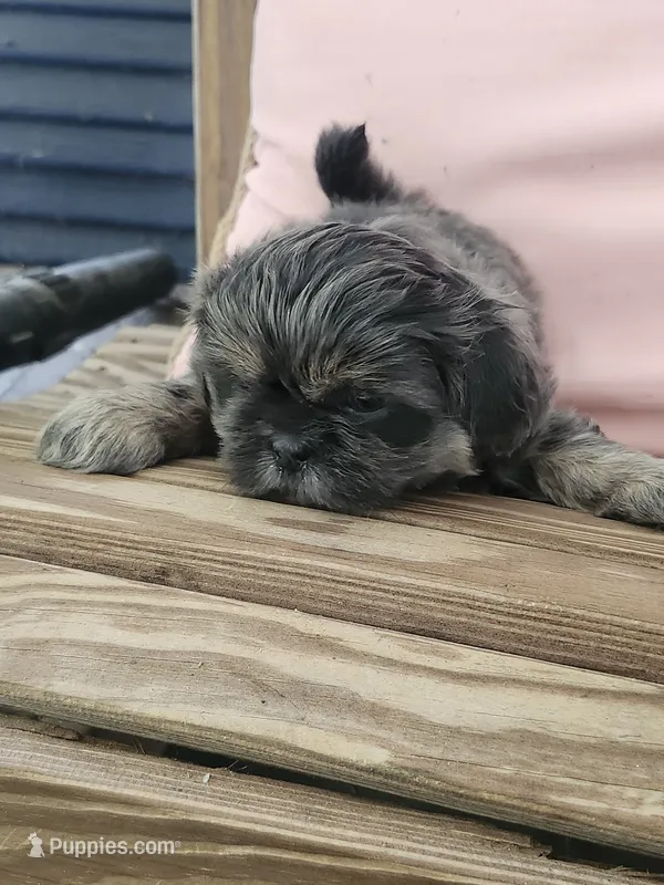 Lavender – Shih Tzu puppy for sale in Elkhart, TX