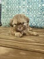 Tiny, a female Shih Tzu for sale in Elkhart, TX – 2 of 2