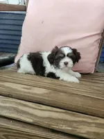 Eve, a female Shih Tzu for sale in Elkhart, TX – 2 of 2