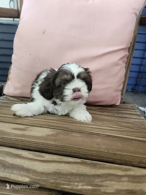 Eve – Shih Tzu puppy for sale in Elkhart, TX