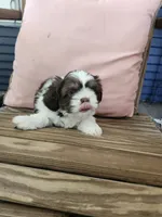 Eve, a female Shih Tzu for sale in Elkhart, TX – 1 of 2