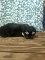 Sadie, a female Shih Tzu for sale in Elkhart, TX – 2 of 3
