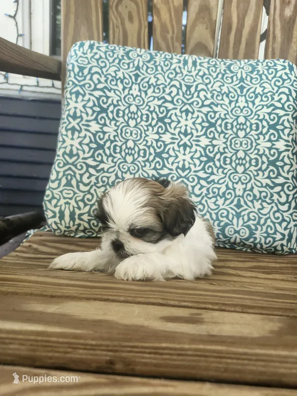 Penelope  – Shih Tzu puppy for sale in Elkhart, TX