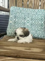 Penelope , a female Shih Tzu for sale in Elkhart, TX – 1 of 3