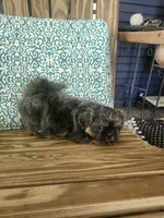 Lavender, a female Shih Tzu for sale in Elkhart, TX – 3 of 4