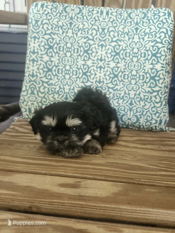 Sadie – Shih Tzu puppy for sale in Elkhart, TX