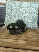 Sadie, a female Shih Tzu for sale in Elkhart, TX – 1 of 3