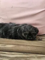Lavender, a female Shih Tzu for sale in Elkhart, TX – 2 of 4
