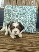 Penelope , a female Shih Tzu for sale in Elkhart, TX – 2 of 3