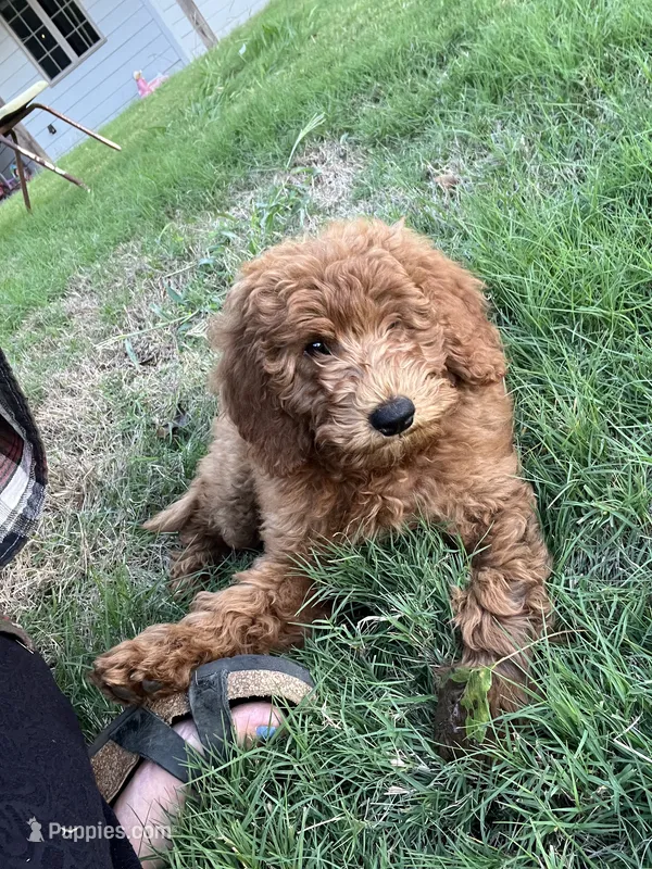 Ollie – Goldendoodle puppy for sale in Hindsville, AR