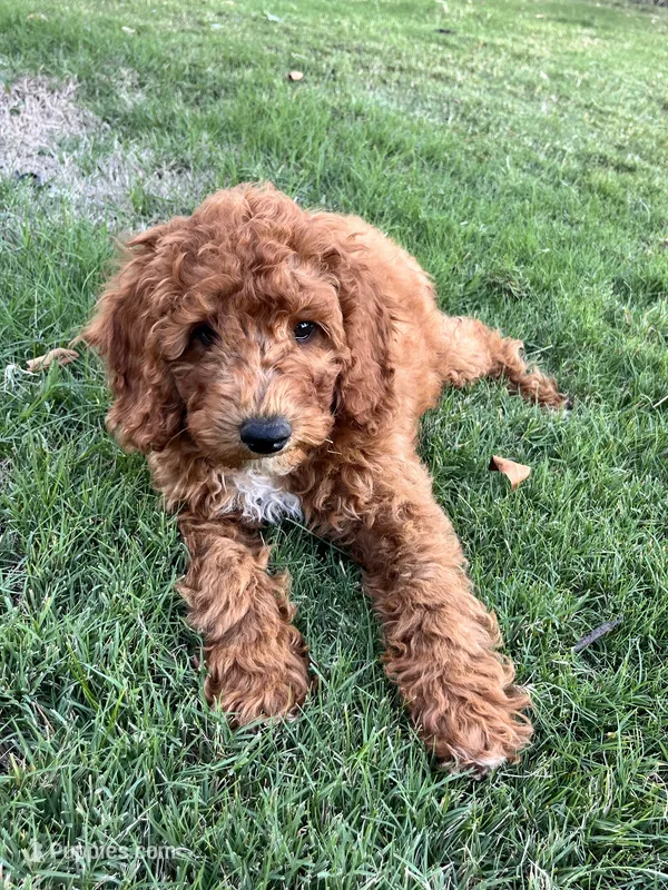 Robbie – Goldendoodle puppy for sale in Hindsville, AR