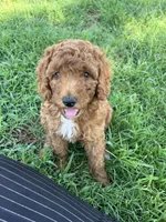 Robbie, a male Goldendoodle for sale in Hindsville, AR – 3 of 6