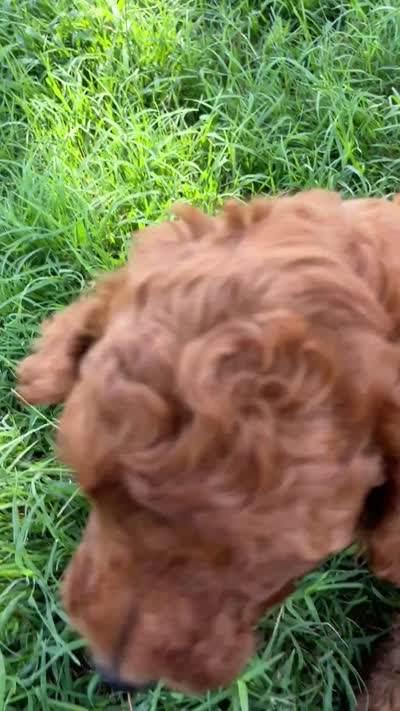 Robbie, a male Goldendoodle for sale in Hindsville, AR – 4 of 6