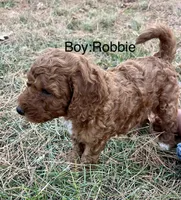 Robbie, a male Goldendoodle for sale in Hindsville, AR – 6 of 6