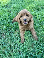 Ollie, a male Goldendoodle for sale in Hindsville, AR – 2 of 3