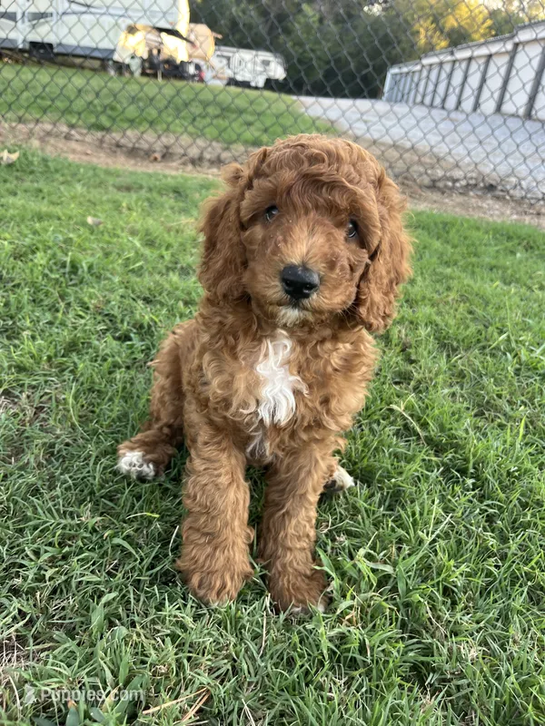 Robbie – Goldendoodle puppy for sale in Hindsville, AR