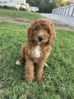 Robbie, a male Goldendoodle for sale in Hindsville, AR – 1 of 6