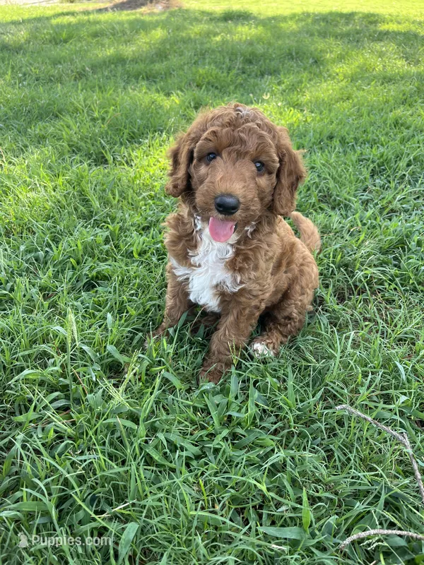 Winston – Goldendoodle puppy for sale in Hindsville, AR