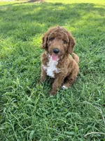 Winston, a male Goldendoodle for sale in Hindsville, AR – 1 of 4