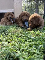 Robbie, a male Goldendoodle for sale in Hindsville, AR – 5 of 6