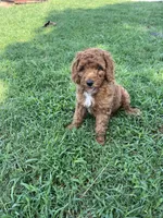 Robbie, a male Goldendoodle for sale in Hindsville, AR – 2 of 6