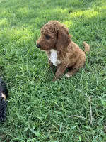 Winston, a male Goldendoodle for sale in Hindsville, AR – 2 of 4