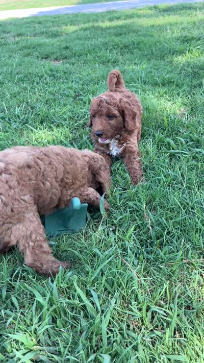 Winston, a male Goldendoodle for sale in Hindsville, AR – 4 of 4