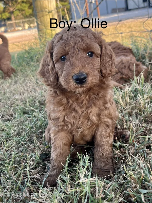 Ollie – Goldendoodle puppy for sale in Hindsville, AR