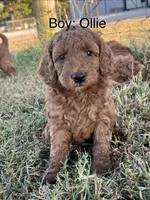Ollie, a male Goldendoodle for sale in Hindsville, AR – 1 of 3