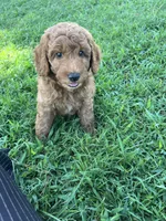 Ollie, a male Goldendoodle for sale in Hindsville, AR – 3 of 3