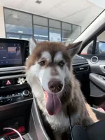 Elias, a male Siberian Husky for sale in New Bern, NC – 2 of 5