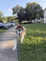 Elias, a male Siberian Husky for sale in New Bern, NC – 4 of 5