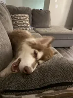 Elias, a male Siberian Husky for sale in New Bern, NC – 1 of 5