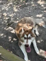 Elias, a male Siberian Husky for sale in New Bern, NC – 3 of 5