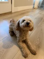 Ginger, a male Maltipoo for sale in Inman, SC – Photo 4 of 7