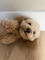 Ginger, a male Maltipoo for sale in Inman, SC – Photo 1 of 7