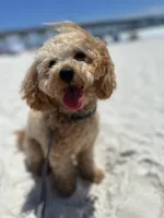 Ginger, a male Maltipoo for sale in Inman, SC – Photo 5 of 7
