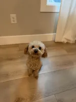 Ginger, a male Maltipoo for sale in Inman, SC – Photo 2 of 7