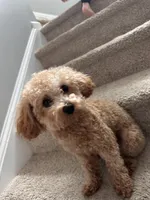 Ginger, a male Maltipoo for sale in Inman, SC – Photo 6 of 7